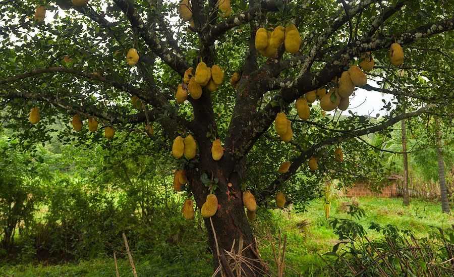 attraction-Durian Plantations Kmapot 3.jpg